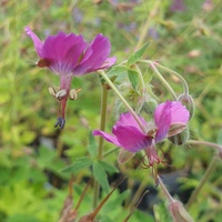 Geranium phaeum 'Breckland Fever'